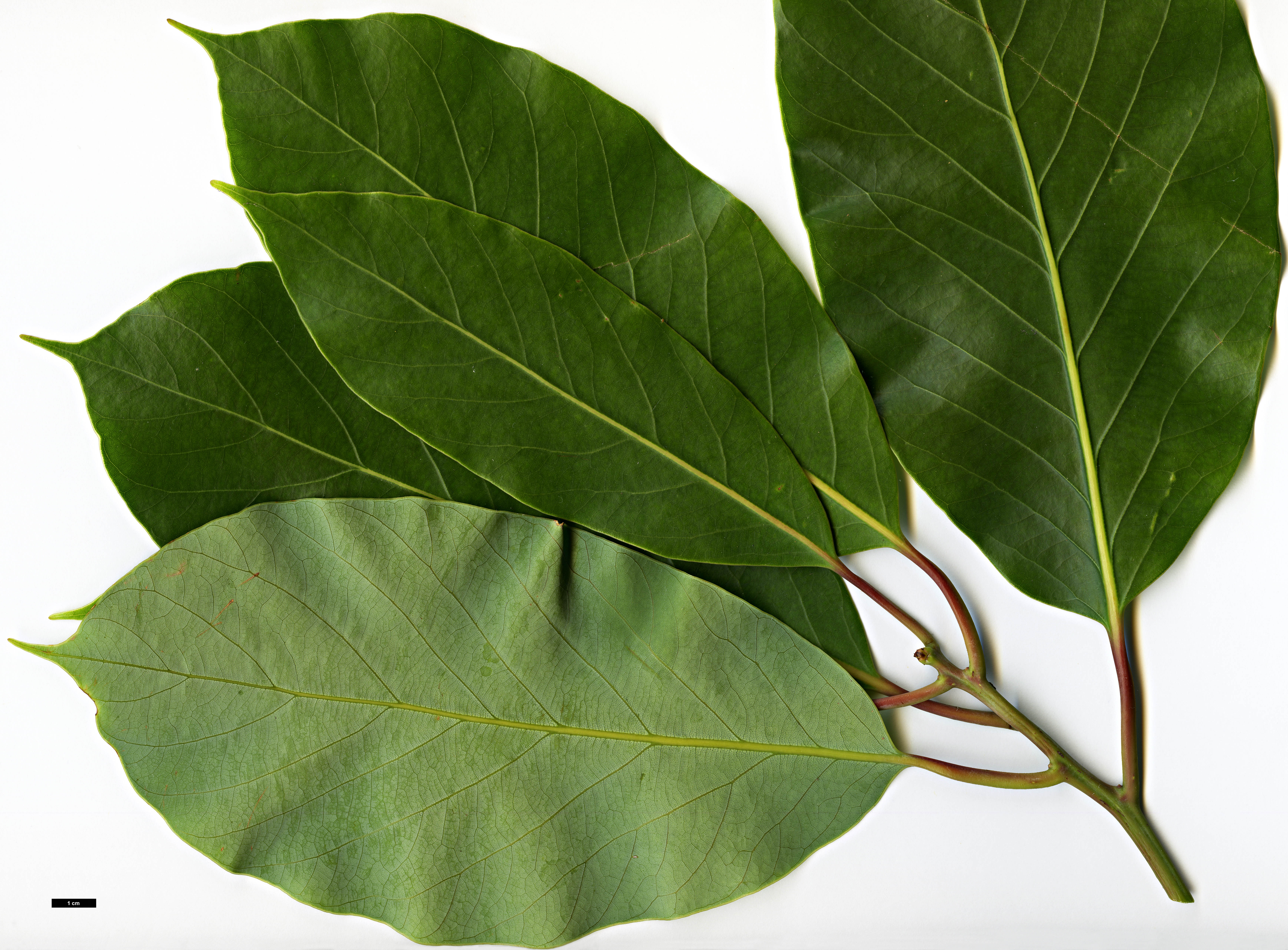 High resolution image: Family: Lauraceae - Genus: Alseodaphne - Taxon: cfr. utillis